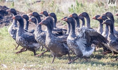 Павлодар облысында мал мен құстың саны цифрланады