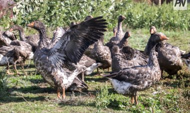 Юный птицевод из Павлодара: как увлечение переросло в бизнес