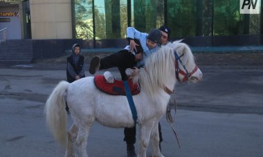 Павлодарда жылқыны жалға беру қызметі ерекше бақылауға алынады