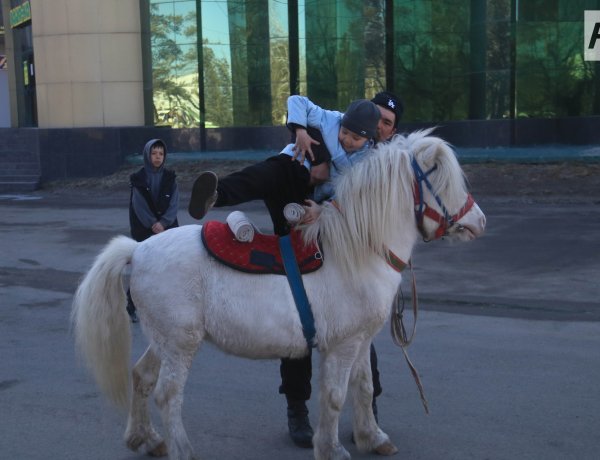 Павлодарда жылқыны жалға беру қызметі ерекше бақылауға алынады