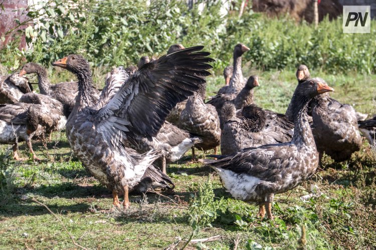 Юный птицевод из Павлодара: как увлечение переросло в бизнес