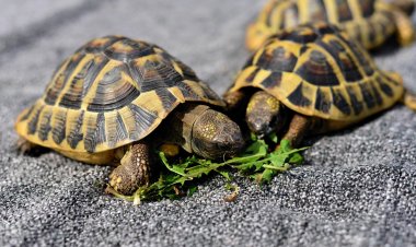 Столетние черепахи Филадельфии впервые дали потомство