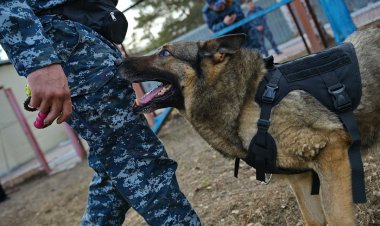 Есірткі тапқанда ойнақтайды: Павлодарда иісшіл иттер қалай үйретіледі?