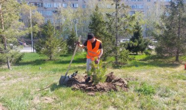 Павлодар облысында көгалдандырудың жаңа концепциясы енгізілуде