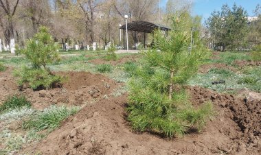 Новую концепцию озеленения внедрили в Павлодарской области