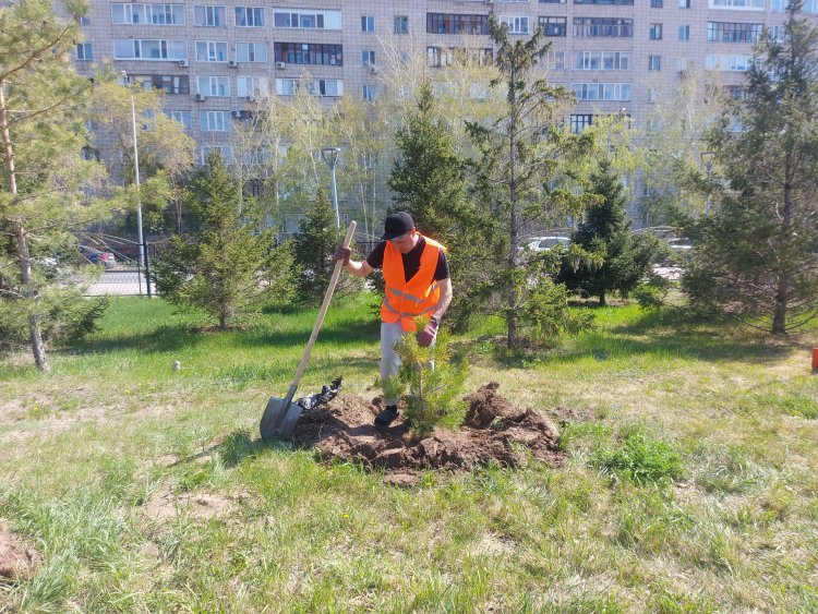 Павлодар облысында көгалдандырудың жаңа концепциясы енгізілуде