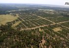Павлодар облысында отырғызылған әр он көшеттің алтауы жерсінбейді