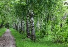 «Ертіс орманы» резерватында екі бақылау-өткізу пункті ашылады