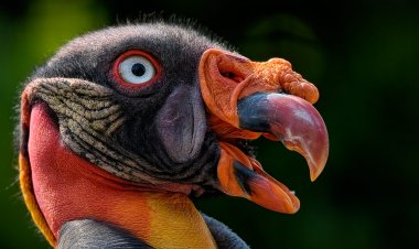 В зоопарке Бронкса использовали куклу для кормления птенца