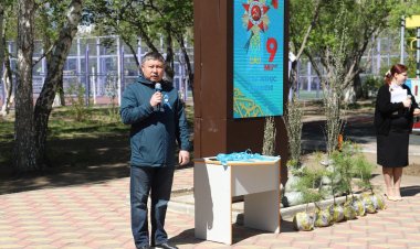 Павлодарда «Даңқ аллеясына» 80 түп ағаш отырғызылды