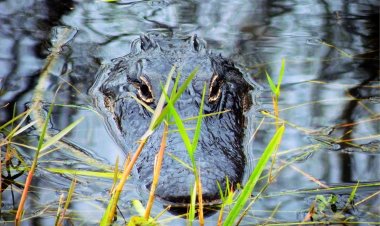 В Боливии самолёт совершил аварийную посадку на озере с аллигаторами