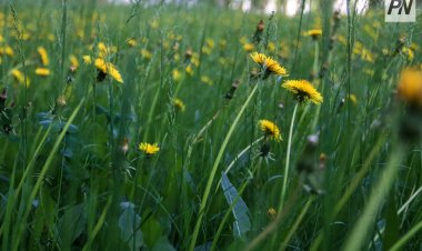 30 сәуірде Павлодар облысында күн ашық болады