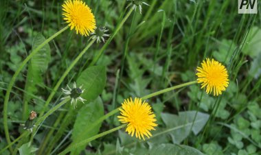 25 сәуірде Павлодар облысында жауын-шашын болмайды