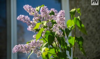 20 сәуірде Павлодар облысында күн жылынады