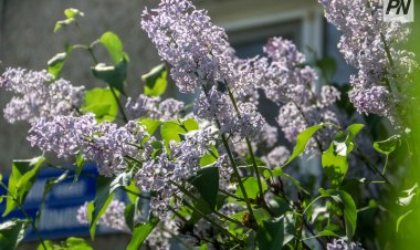 18 сәуірде Павлодар облысында күн ашық болады