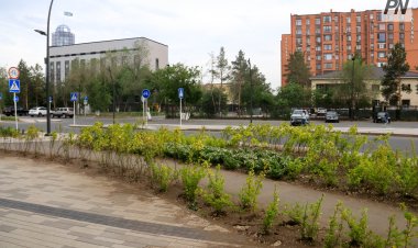 Павлодардың бір көшеcінде футбол алаңының көлеміндей гүл егілді