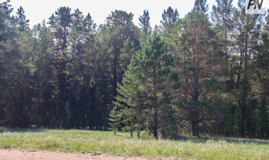 В Павлодарской области лесной резерват готовится к пожароопасному сезону