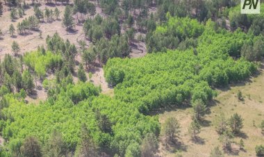 В Павлодарской области озеленят пострадавшие от пожаров участки