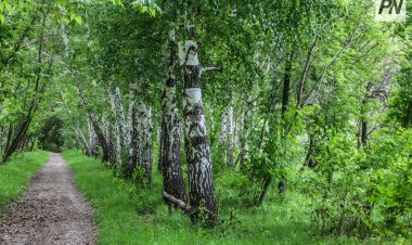Ертіс ауданында бес мыңға жуық ағаш отырғызылуда