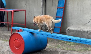 Екібастұзда төрт аяқты құтқарушылар сыналды