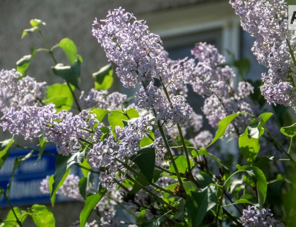 18 сәуірде Павлодар облысында күн ашық болады