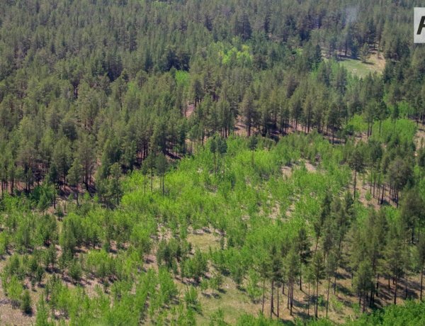 Павлодар облысының ормандары тәулік бойы бақылауда