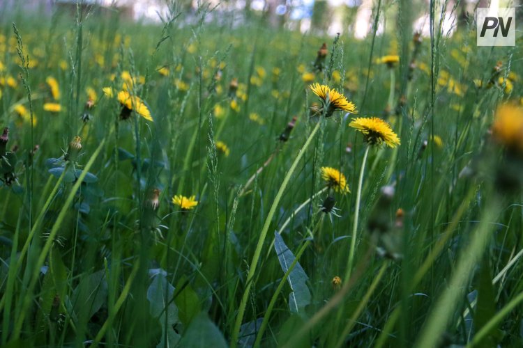 30 сәуірде Павлодар облысында күн ашық болады