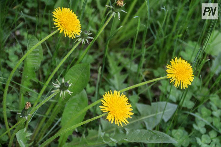 25 сәуірде Павлодар облысында жауын-шашын болмайды