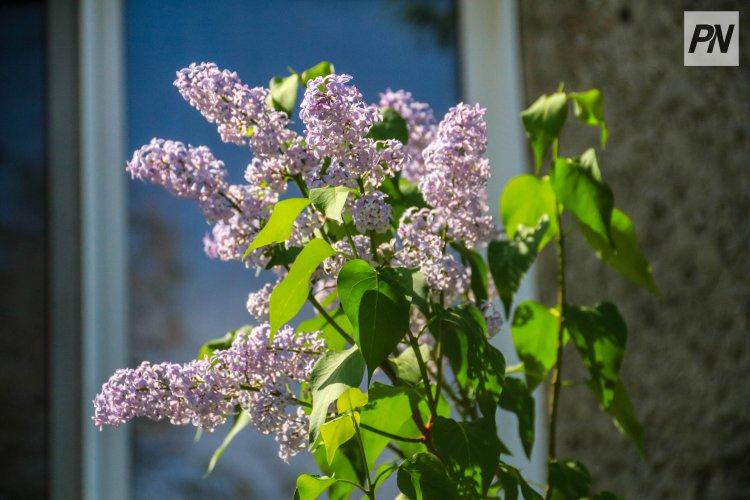 20 сәуірде Павлодар облысында күн жылынады