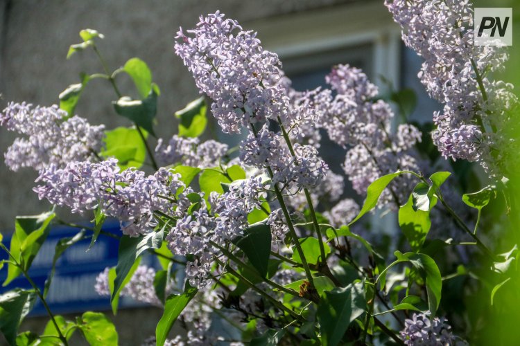 18 сәуірде Павлодар облысында күн ашық болады