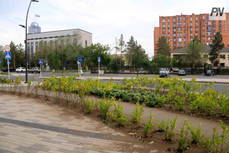 Павлодардың бір көшеcінде футбол алаңының көлеміндей гүл егілді