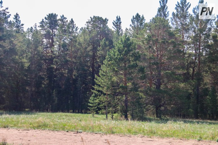 В Павлодарской области лесной резерват готовится к пожароопасному сезону
