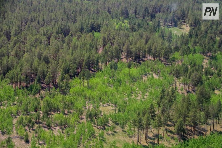 Шарбақты ауданындағы оқушылар «Ертіс орманына» саяхат жасады