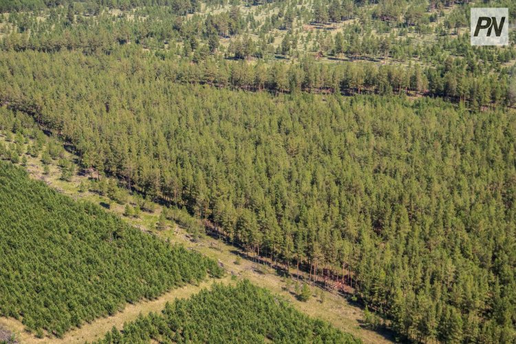 Почему саженцы не приживаются в павлодарских лесах, объяснили специалисты