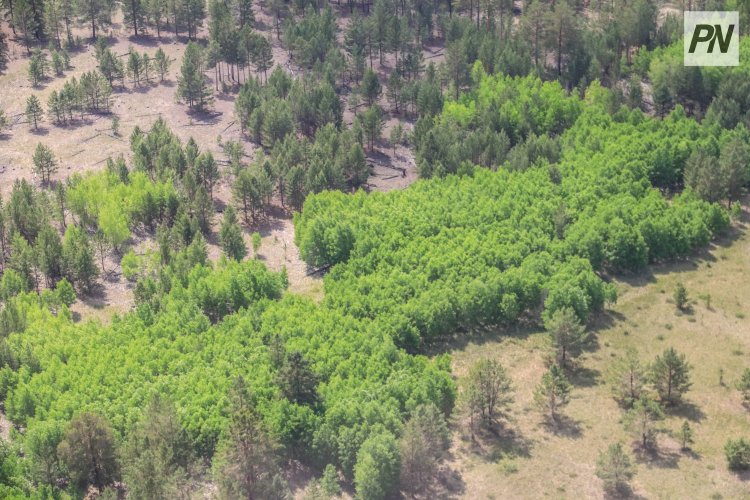 В Павлодарской области озеленят пострадавшие от пожаров участки