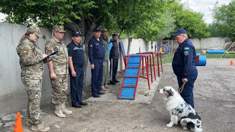 В Экибастузе испытали четвероногих спасателей