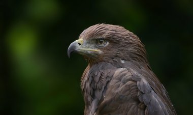 В Павлодарской области обнаружили гнездо краснокнижной птицы