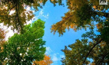 «Ертіс орманы» резерватында ағаштардың жағдайына баға берілуде