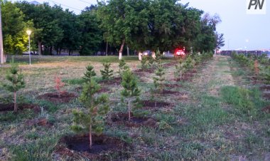 Павлодар облысында ағаш отырғызу көрсеткіші неге төмен?