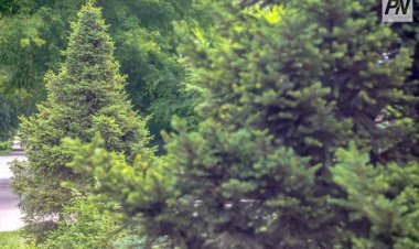 Павлодарские лесники усилят охрану вечнозелёных деревьев