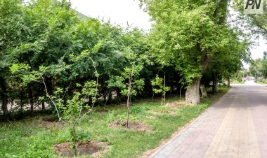 В Павлодарской начались осенние работы по восстановлению леса