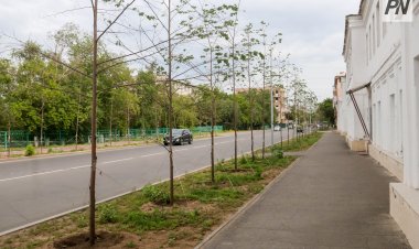 Павлодардағы Шөкин көшесінде ағаштар жаңартылады