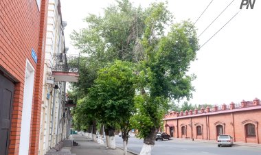 Павлодарда ағашқа соғылған жас жүргізуші жарақаттар алды