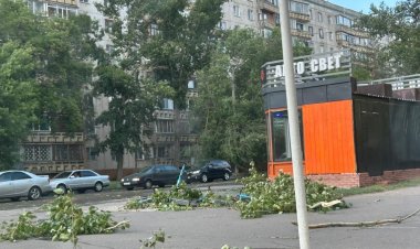 В Аксу дерево упало на ребенка