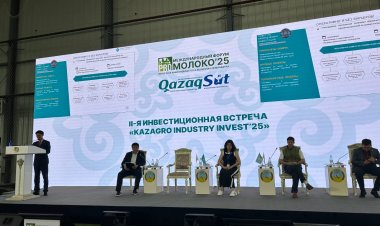 Құрт, жент және маскарпоне: павлодарлық фирма жаңа десерт таныстырды
