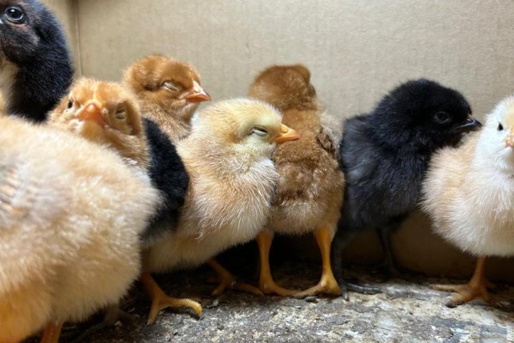 Жыныстық жастық