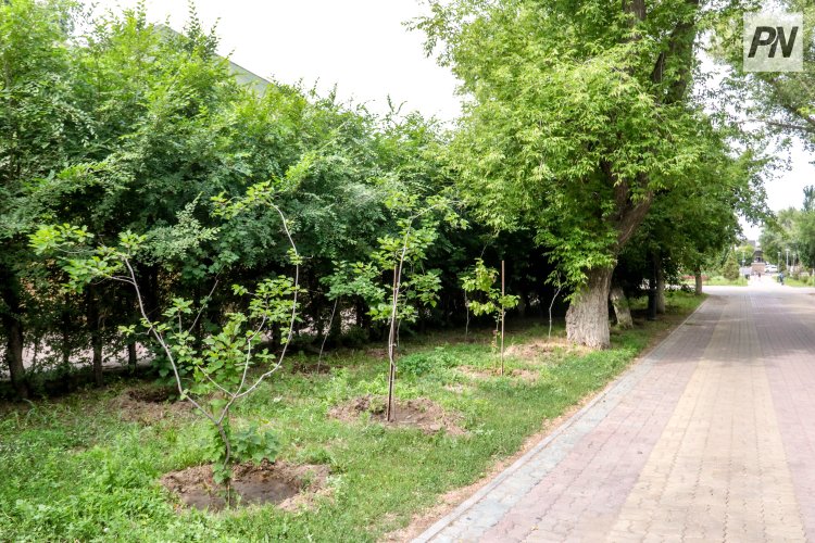 В Павлодарской начались осенние работы по восстановлению леса