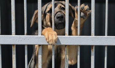 Жылулықпен қарайды: Павлодарлық панажайда иесіз иттерге қандай күтім жасалады?