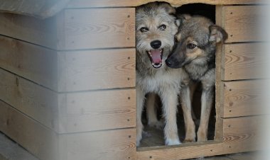 Қазақстанда зооволонтерлік қозғалыс жүйелі түрде дамуда