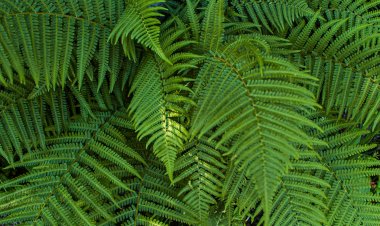 Жасыбайда демалушылар Қызыл кітапқа енген өсімдікті жұлып алды